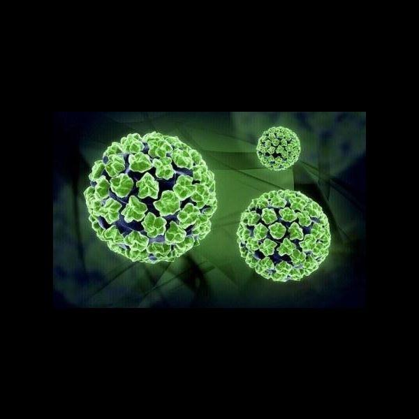 Papilomavirus humano y el cáncer cervicouterino